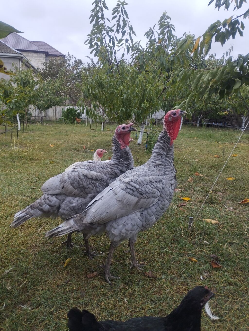 6 aylıq qiymət bilire. ayiddir — Digərləri, Xudat