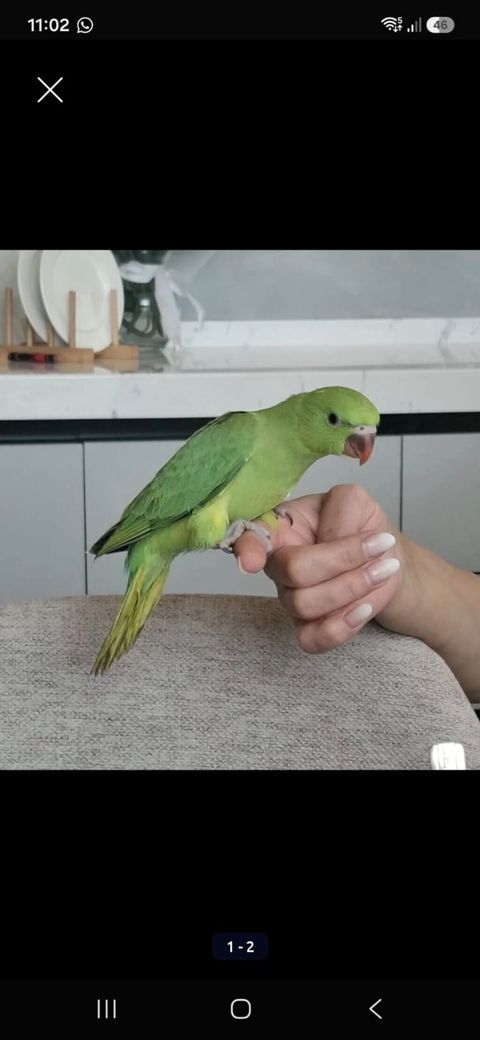 Ojereloviy cins quşlar satılır. tam sağlam, ruçnoy 6 aylıq quşlardır — Bakı
