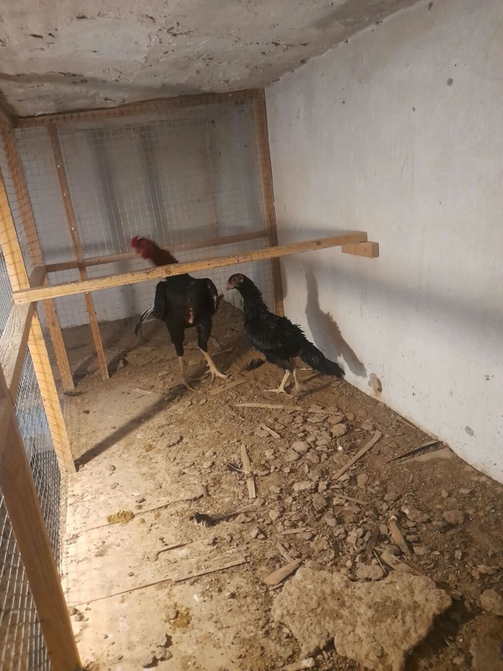 Toyuq, Damazlıq, Ünvandan götürmə — Toyuq və xoruz, Digah (3)