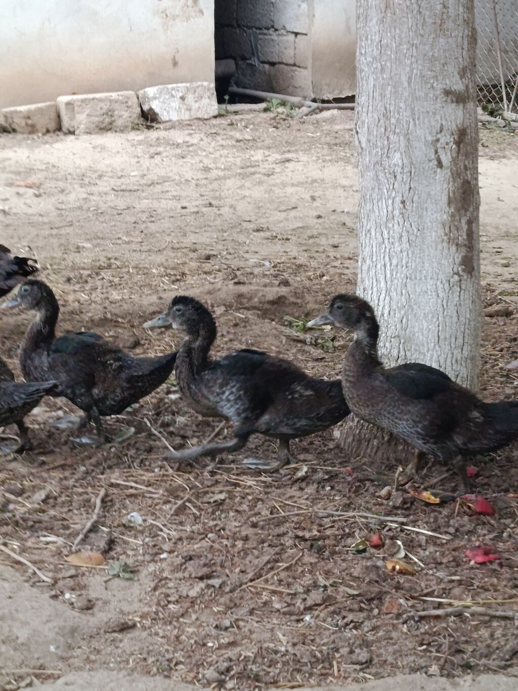 Dişi, Lal ördək, Ətlik, Ünvandan götürmə — Digərləri, Digah (3)