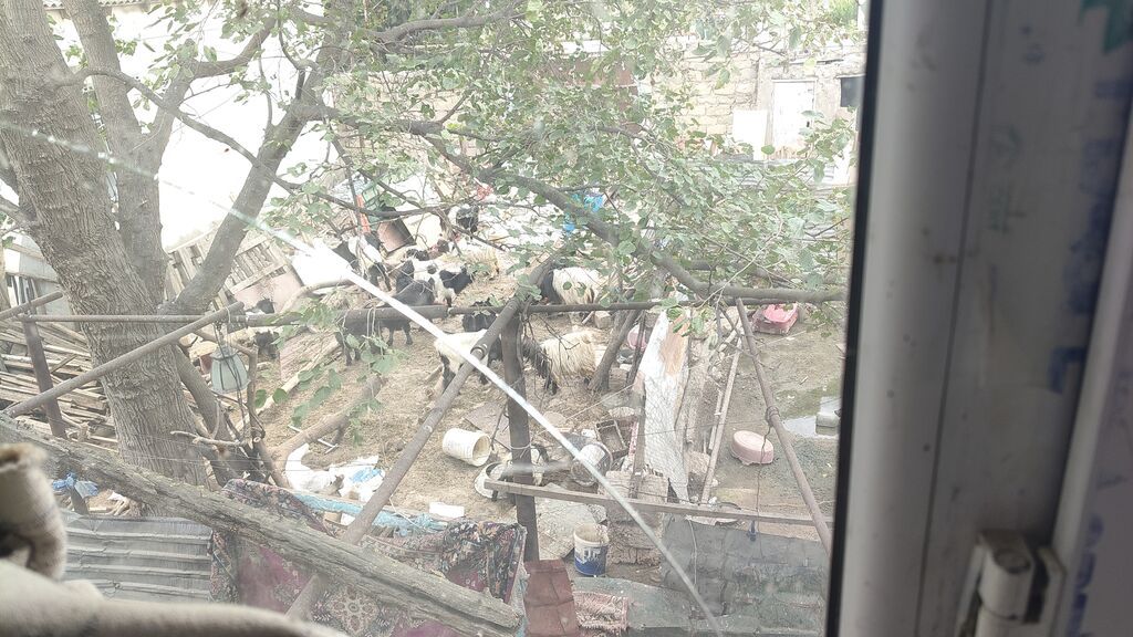 Dişi, il: 4, 30 kq, Damazlıq, Ünvandan götürmə — Kənd təsərrüfatı heyvanları, Digah (4)