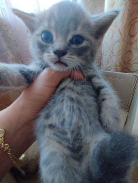 Tabbi, Yaxşı əllərə — 100 ₼ · Bakı · Pişiklər Tabbi, Yaxşı əllərə — Bakı