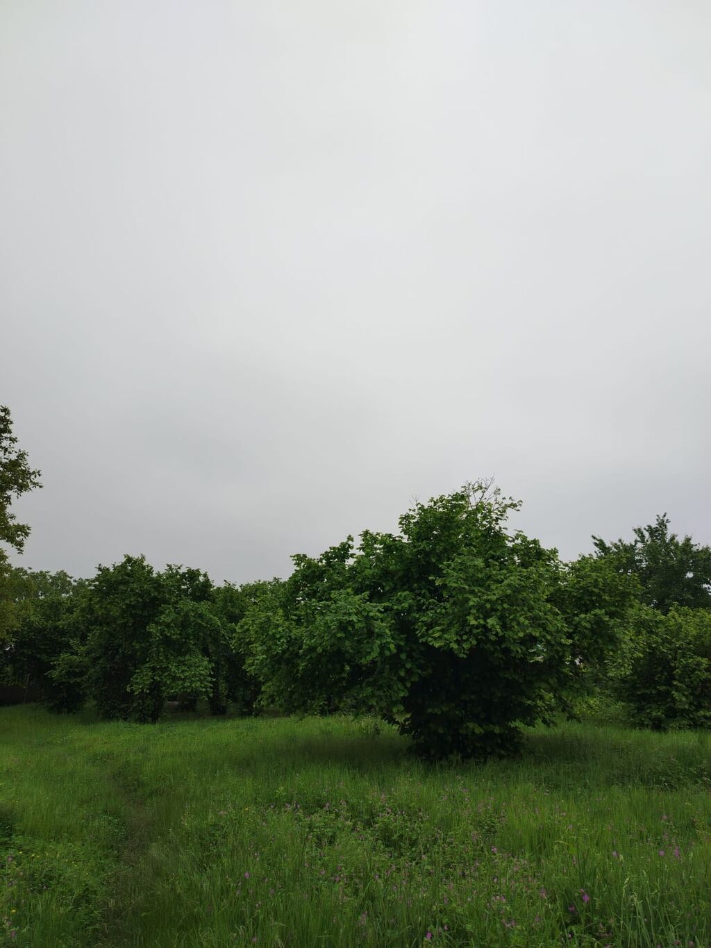 Tikinti — Torpaq, Qəbələ (3)