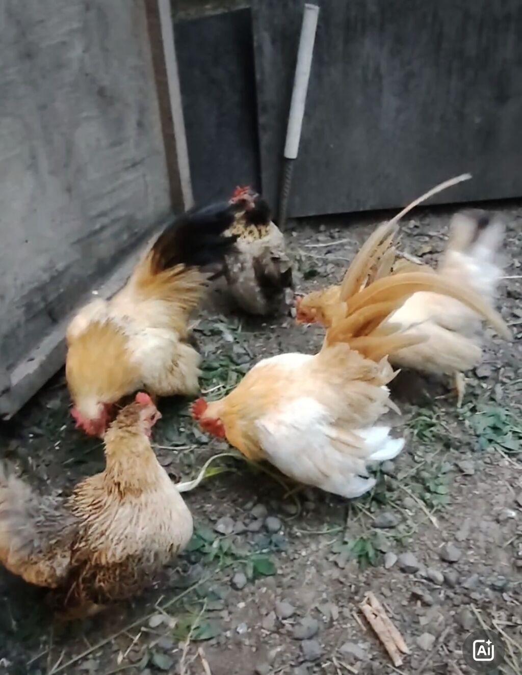 Toyuq, Damazlıq — Toyuq və xoruz, Ağdam (2)