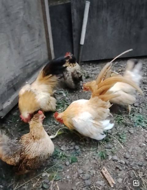 Toyuq, Yumurtalıq — 40 ₼ · Aghdam · Toyuq və xoruz Toyuq, Yumurtalıq — Aghdam
