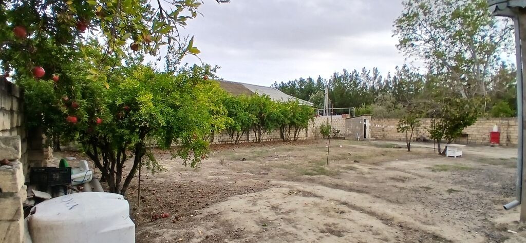 Tikinti — Torpaq, Şirvan (4)