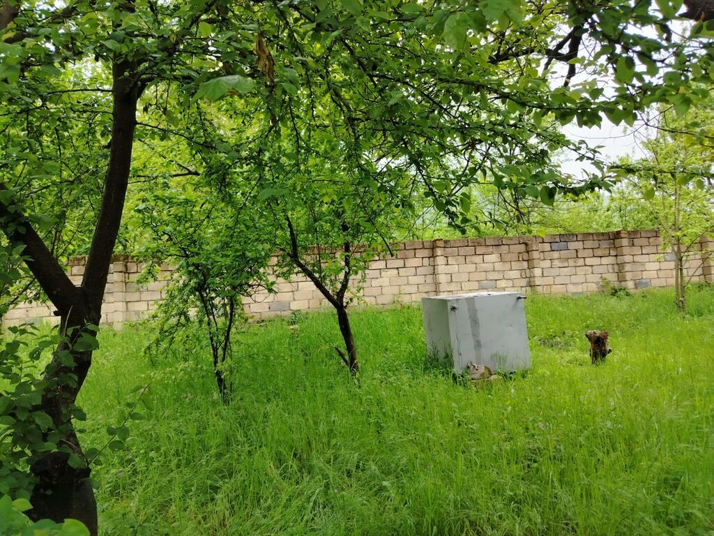 Satılır: yaşıllıqla əhatə olunmuş həyətyanı torpaq sahəsi - Geniş — Torpaq, Qəbələ (4)