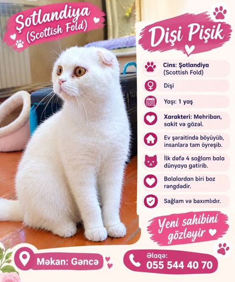Şotland, Dişi, Yaxşı əllərə — Gəncə