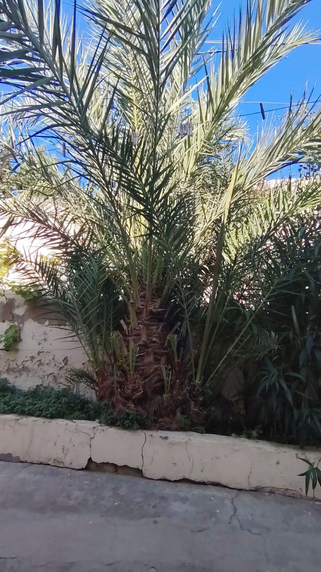 Xurma palmı (Phoenix dactylifera) – iri ölçülü, çoxgövdəli görünüşlü — Ağaclar və fidan, Digah