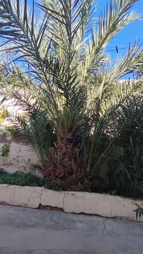 Xurma palmı (Phoenix dactylifera) – iri ölçülü, çoxgövdəli görünüşlü — Digah