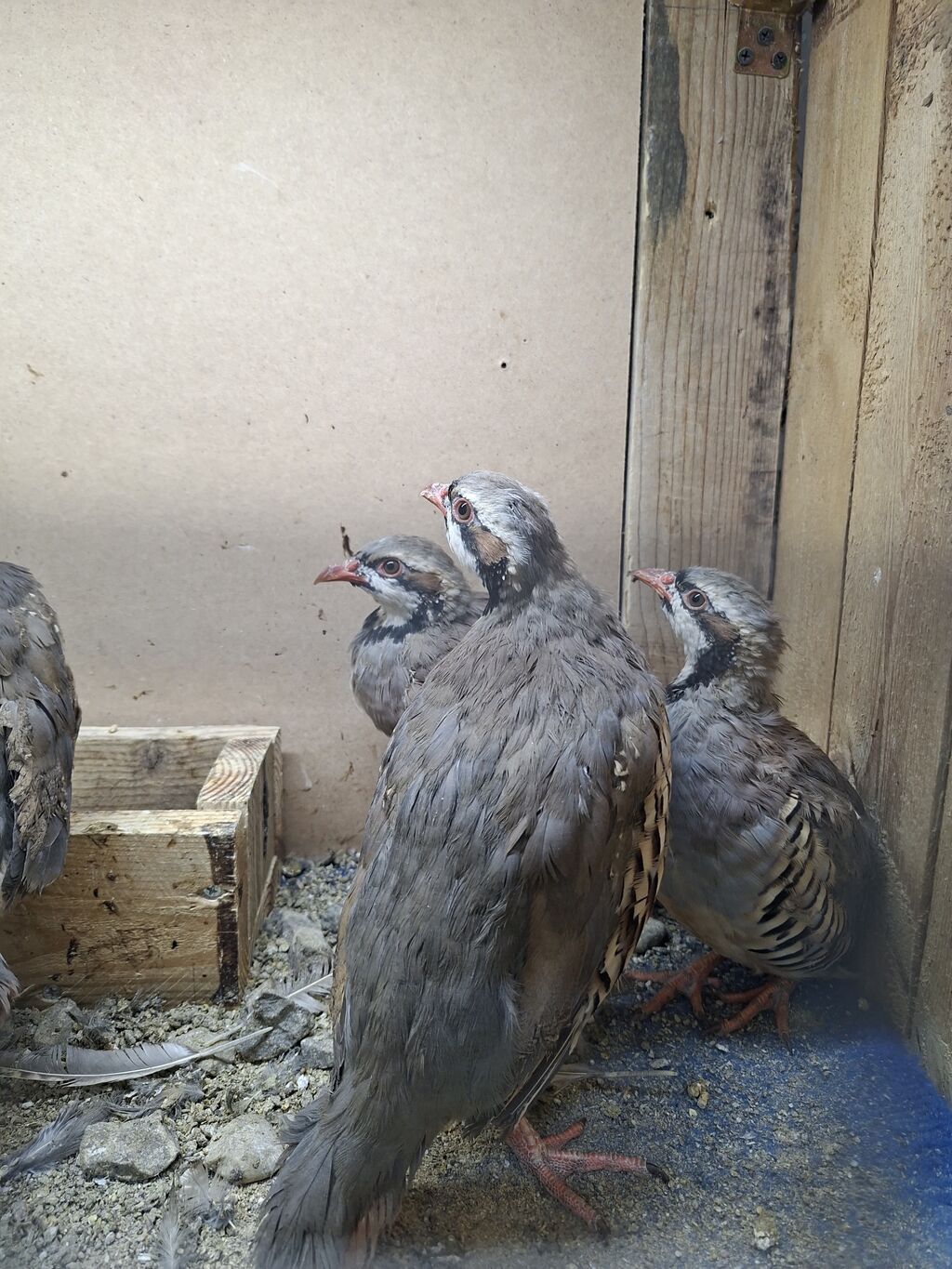 Məhsul: Dağ kəkliyi (Alectoris chukar) – quşlar — Digərləri, Digah (4)