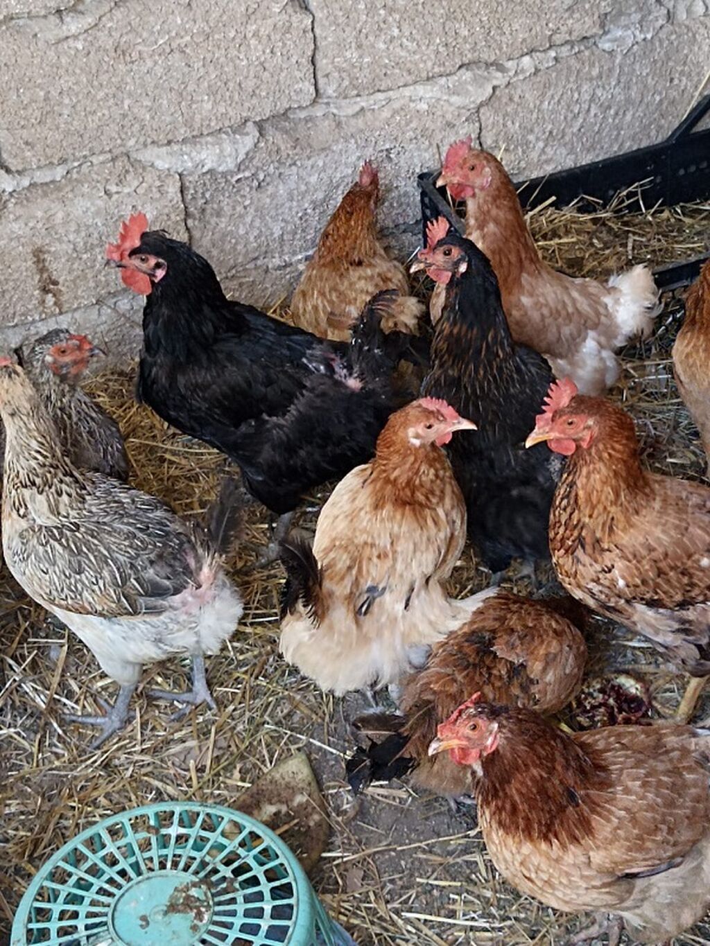 Məhsul: Ev quşları – toyuqlar (qarışıq rəng və cinslər) Təsvir — Toyuq və xoruz, Digah (2)