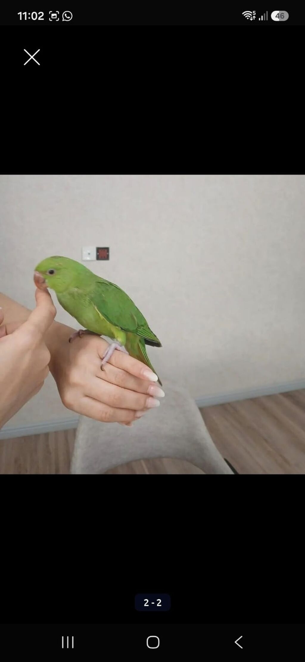 Ojereloviy cins quşlar satılır. tam sağlam, ruçnoy 6 aylıq quşlardır — Tutyun papağayı, Bakı (2)
