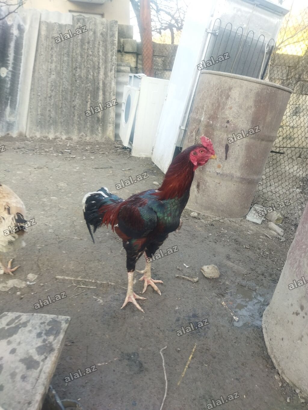 Qırmızı xoruz 3 yaş yarım. damazlıq. bu biri balaca qırmızı iyun — Quşlar, Bakı (3)