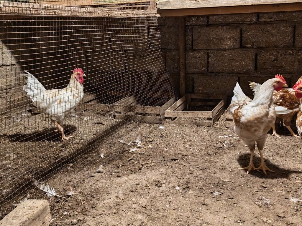 Xoruz, il: <1, Ünvandan götürmə — Toyuq və xoruz, Digah