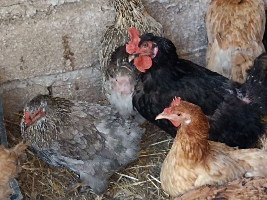 Məhsul: Ev quşları – toyuqlar (qarışıq rəng və cinslər) Təsvir — Toyuq və xoruz, Digah