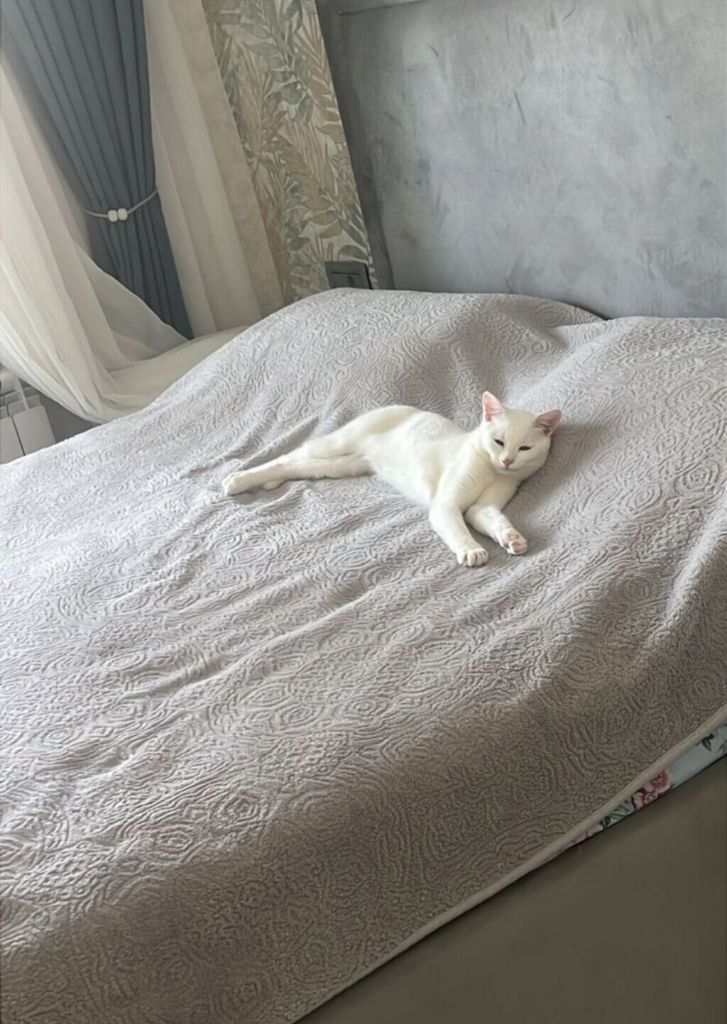 Türk anqora, Dişi, Yaxşı əllərə — Pişiklər, Xırdalan (2)