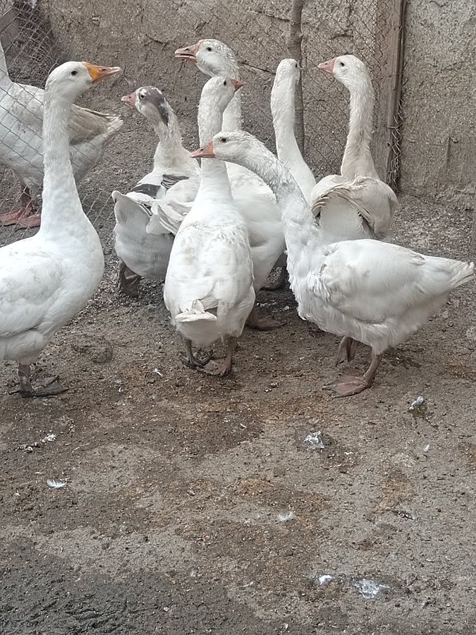 5 aylıq qazlar — Kənd təsərrüfatı heyvanları, Bakı (2)