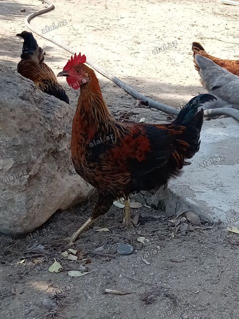 Toyuq, Yumurtalıq — Bakı