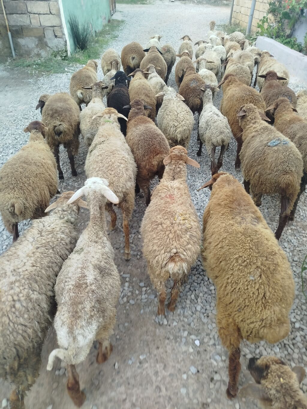 Qoyun sürüsü – müxtəlif rəng və ölçülərdə, yerli cinslərdən. Sürü — Kənd təsərrüfatı heyvanları, Digah (2)