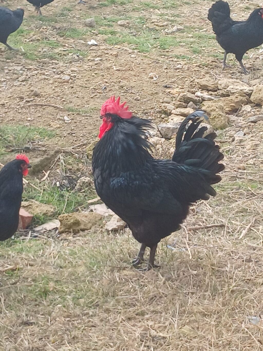 Toyuq, Australorp, Damazlıq — Toyuq və xoruz, Digah (3)