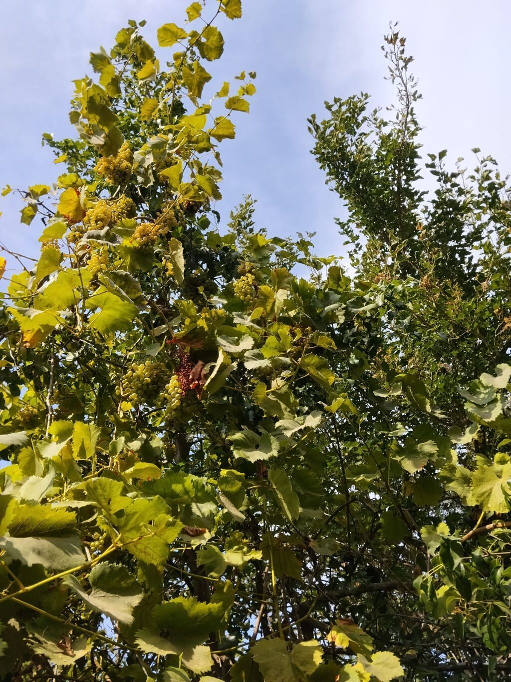 3 sot, Tikinti, Mülkiyyətçi, Bələdiyyə — Torpaq, Bakı (2)