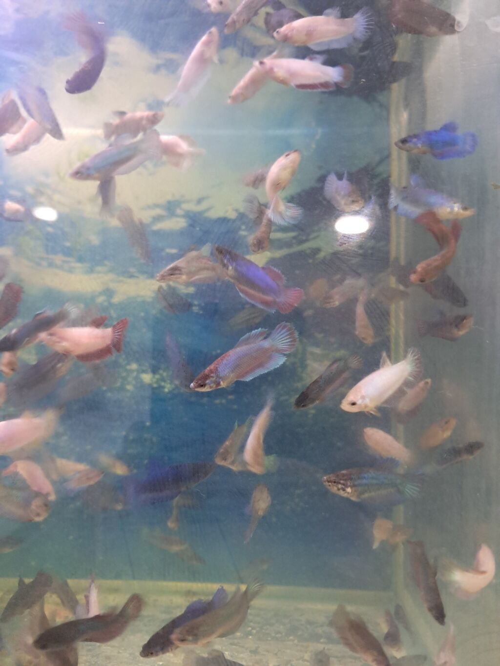 Betta (Petuşok balığı), Sülhsevər — Akvariumlar və balıqlar, Masazır (2)
