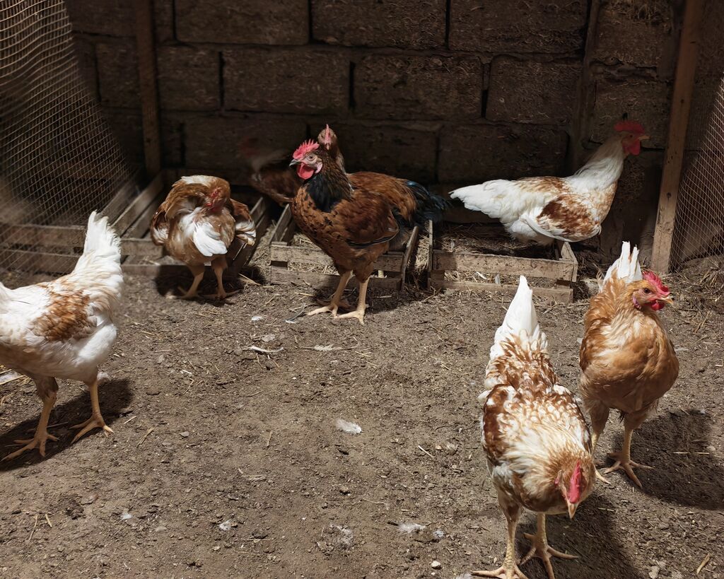 Xoruz, il: <1, Ünvandan götürmə — Toyuq və xoruz, Digah (5)