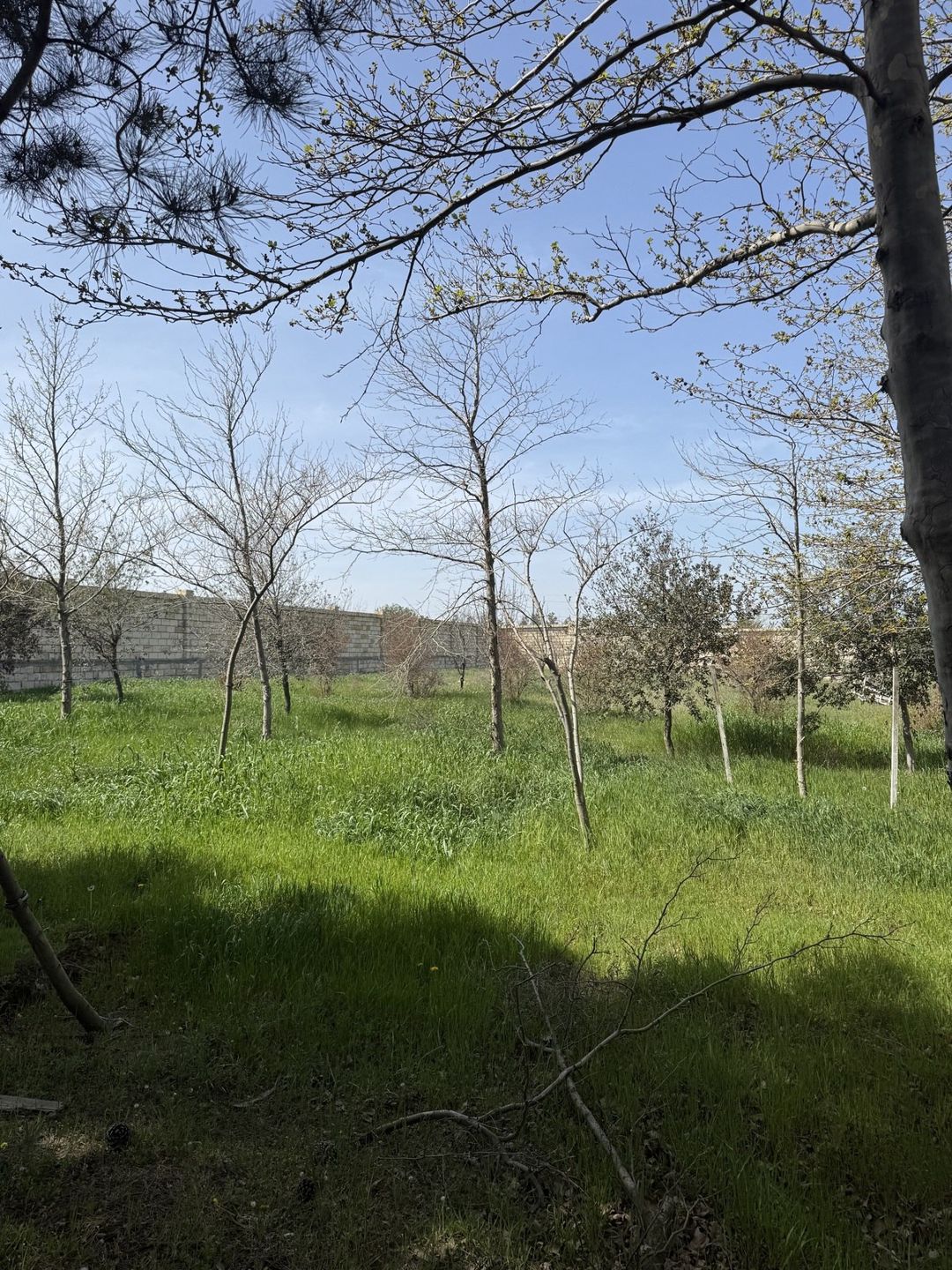 Satılır torpaq 19 sot — Torpaq, Bakı (2)