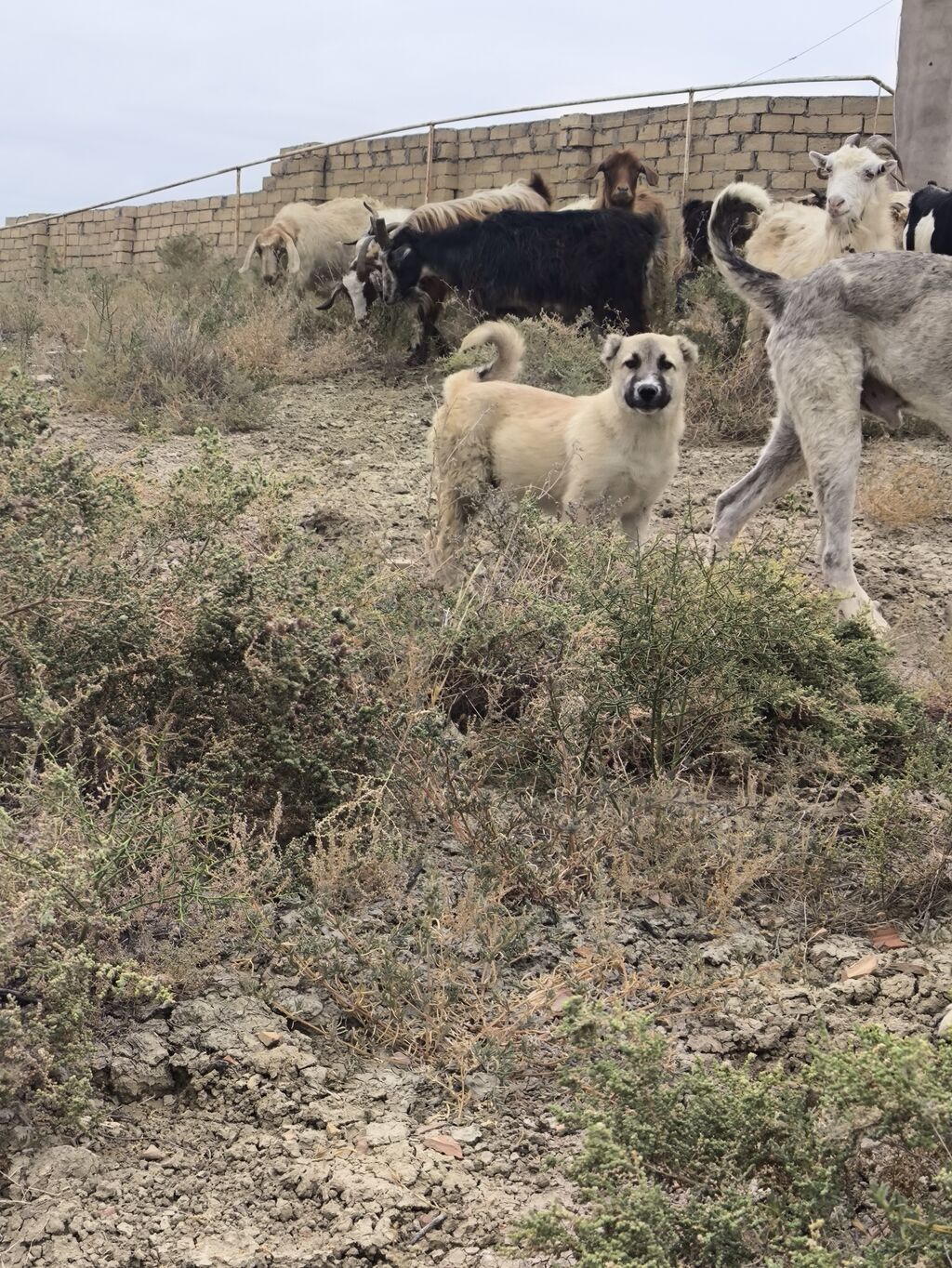 Erkey tecli satlir Qoyun itdi Qurtbasar — Köpəklər, Pirəkəşkül