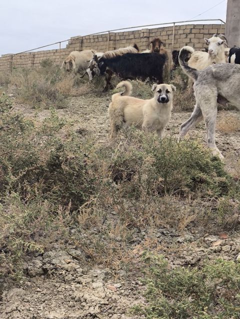 Erkey tecli satlir Qoyun itdi Qurtbasar — Pirəkəşkül
