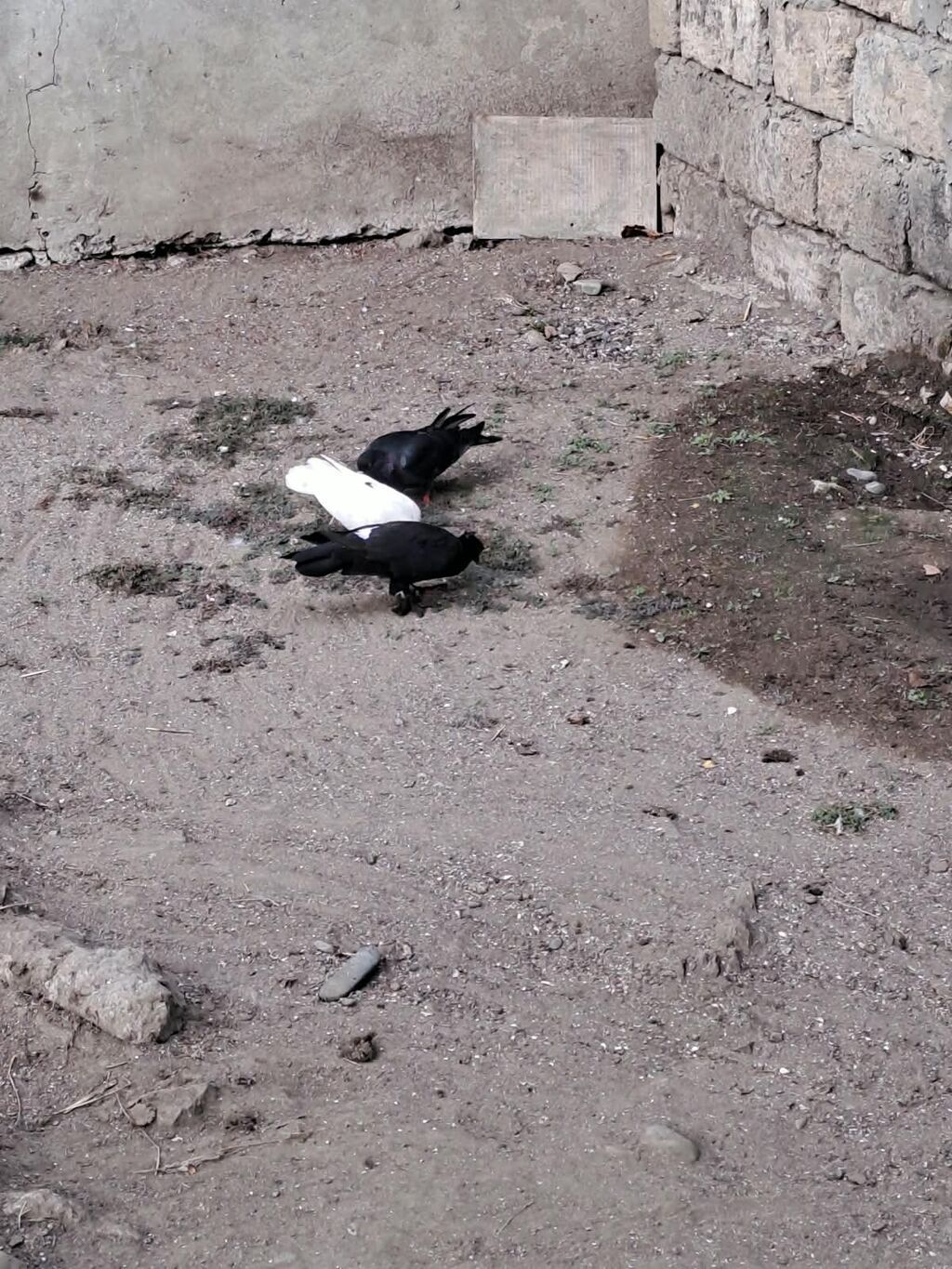 Hami bahali quslardi hamisini baha almisam sadece baska yere gedirem — Göyərçin, Astara (3)