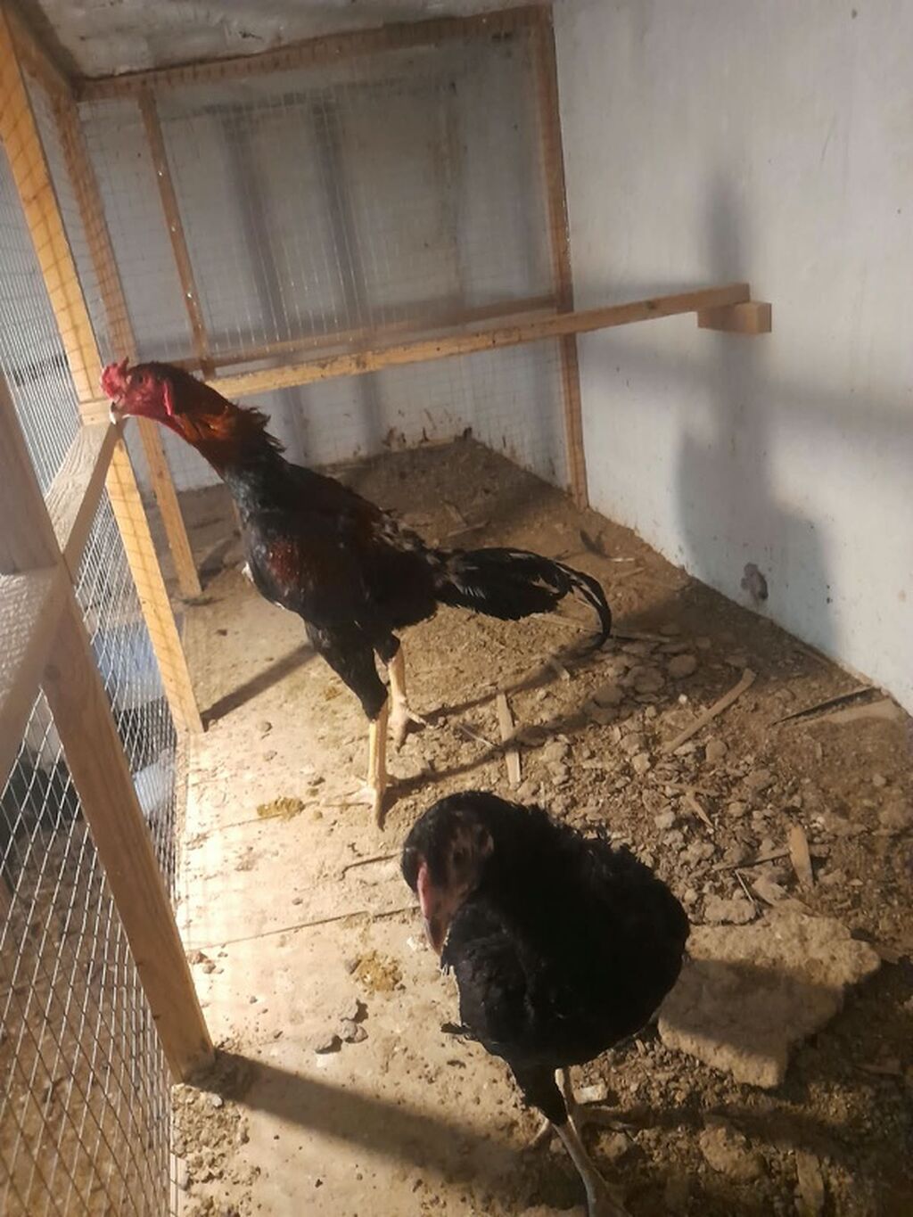 Toyuq, Damazlıq, Ünvandan götürmə — Toyuq və xoruz, Digah (2)
