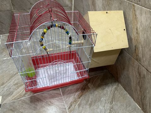 Qəfəs və yuvalıq dəsti – kiçik quşlar üçün Real alana endirim edecem — Bakı