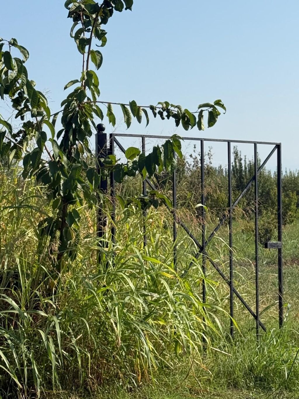 Xaçmaz rayon yergüc kəndində 4 hektar intensiv bag satılır. Gölü var — Ev, villa, Bakı (3)