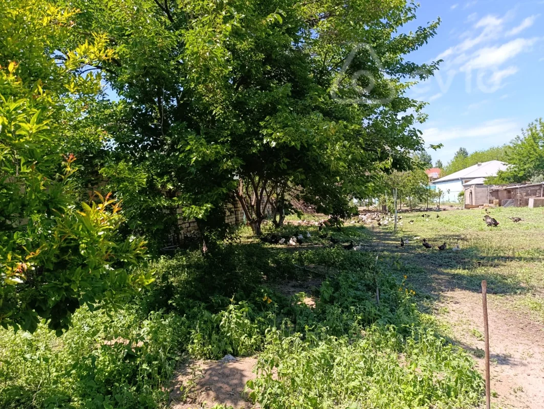 Torpaq sahəsi, 20 sot, Novxanı bağları — Torpaq, Bakı (4)