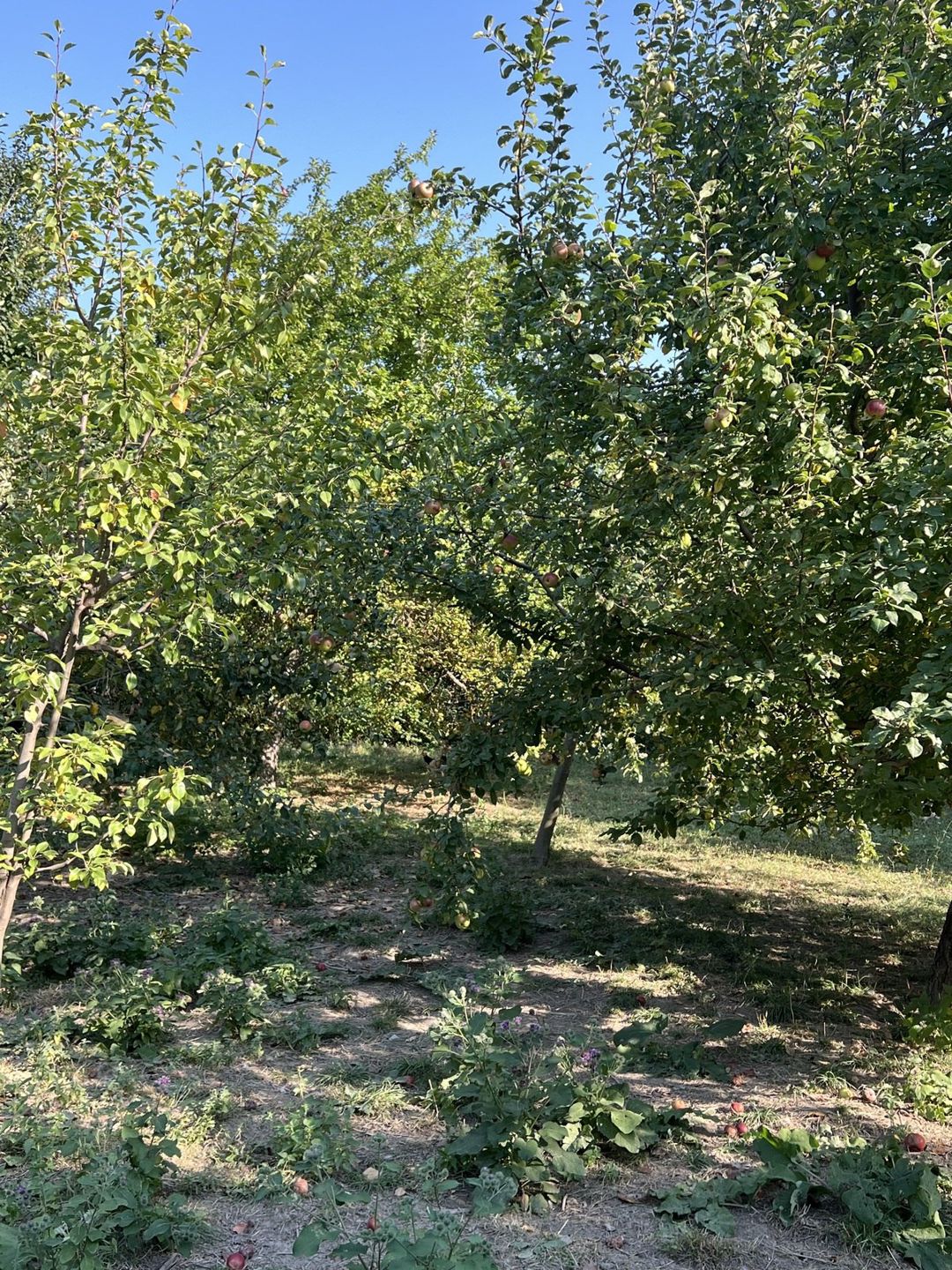 Satılır torpaq 5 sot — Torpaq, Bakı