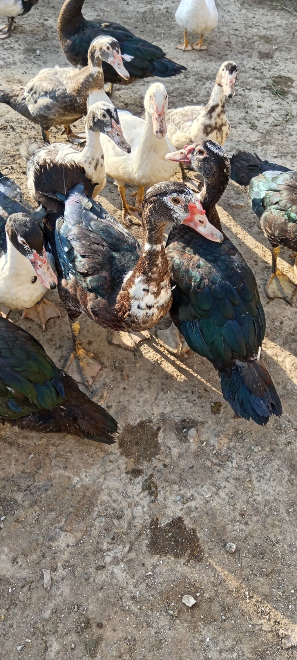 Lal cins ördeylerdi her qiymete var 20 başlayır 60 qeder — Digərləri, Digah (3)