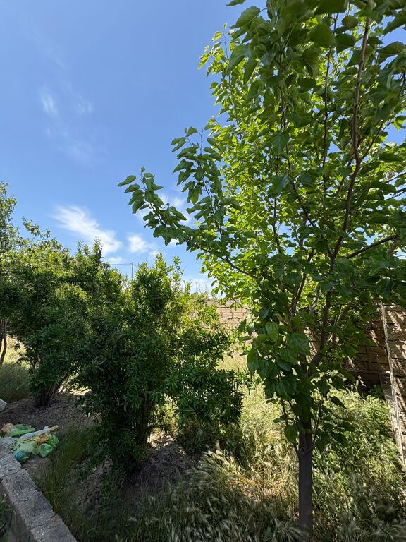 Satılır 6 otaqlı həyət evi/bağ evi 174 m² — Ev, villa, Bakı (10)