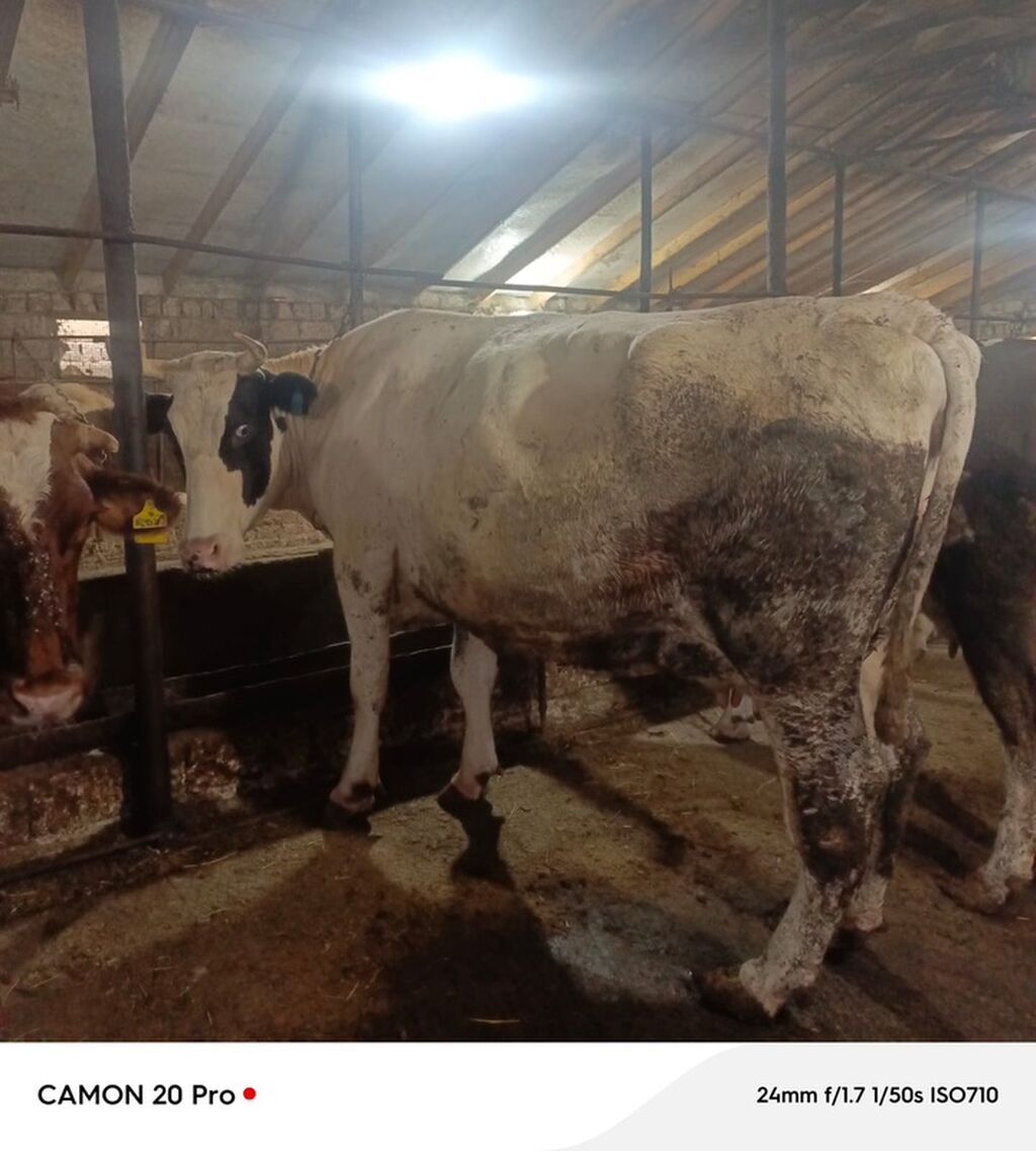 Bu inek satilir 2 ci qarina 6-7 ayliq bogazdi simmental bugadan gelib — Kənd təsərrüfatı heyvanları, Bakı (4)