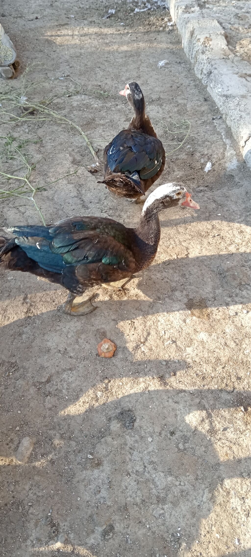 Lal cins ördeylerdi her qiymete var 20 başlayır 60 qeder — Digərləri, Digah (4)