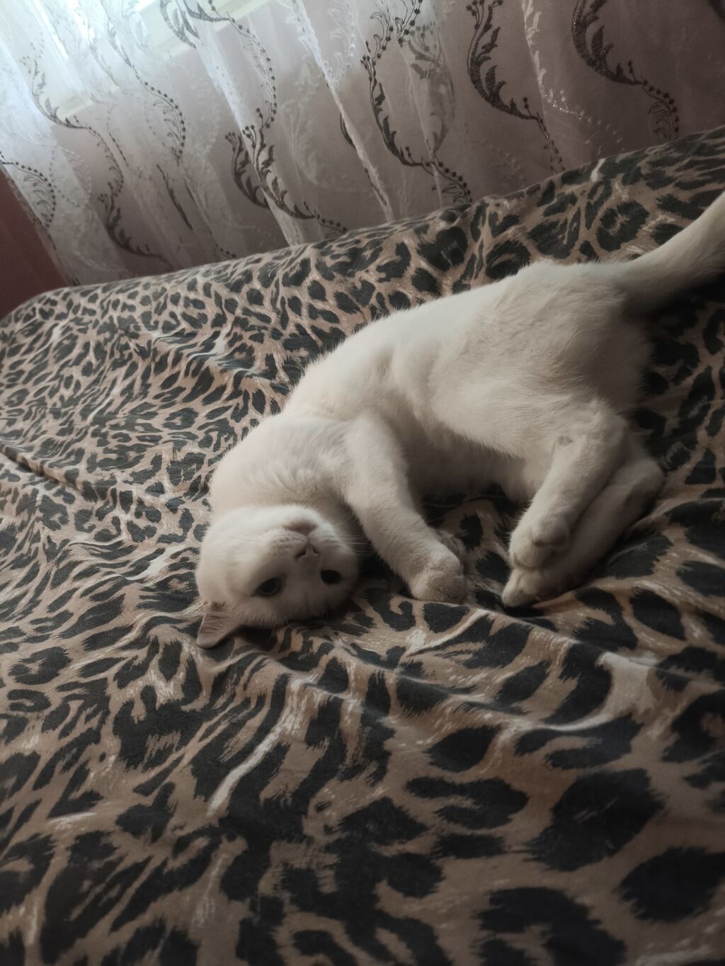 Dişi, Yaxşı əllərə — Pişiklər, Bakı (5)