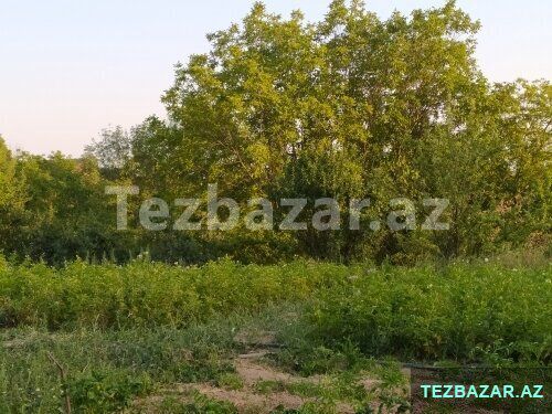 Şamaxı rayonu Əngəxaran kəndi — Torpaq, Şamaxı (3)