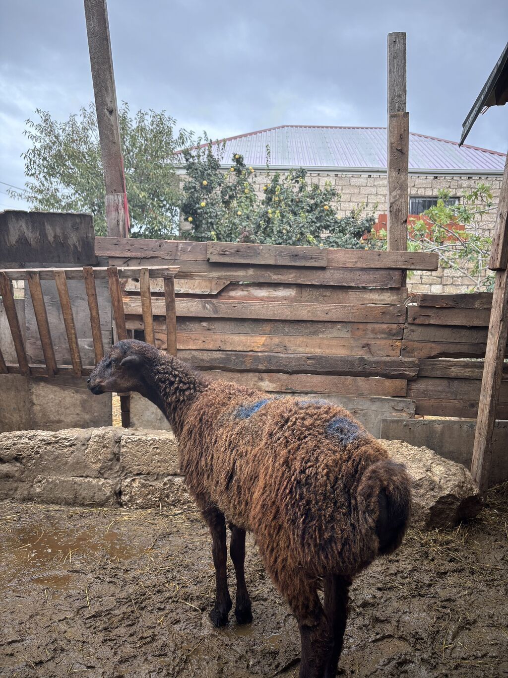 Quzu, Erkək, ay: 8, 34 kq, Ətlik, Ünvandan götürmə — Kənd təsərrüfatı heyvanları, Digah (7)