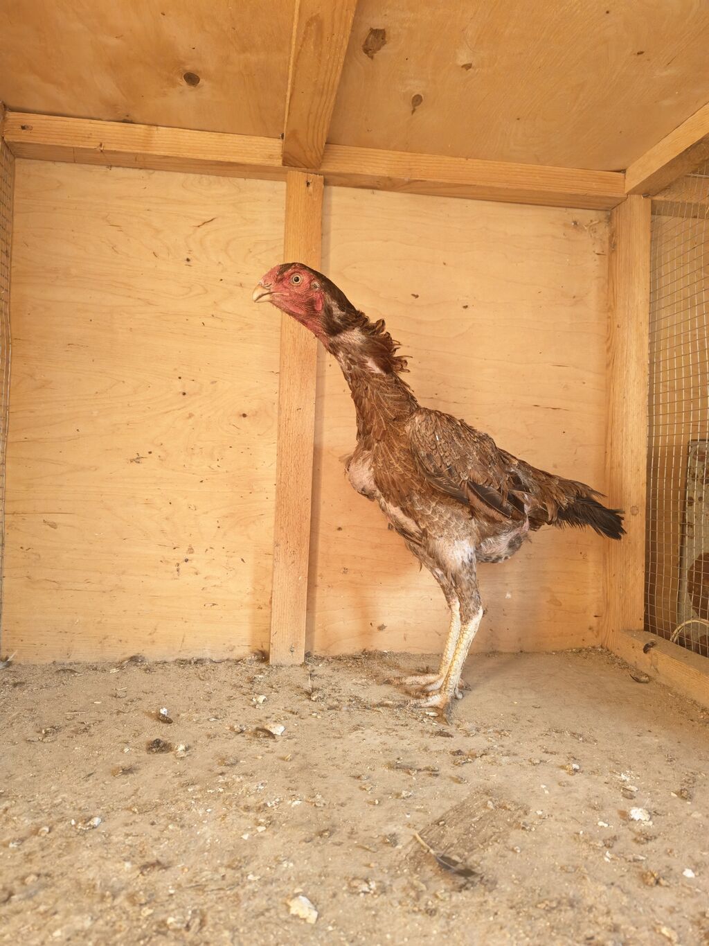 Xoruz, Heyratı, il: 2, Ödənişli çatdırılma — Toyuq və xoruz, Horadiz