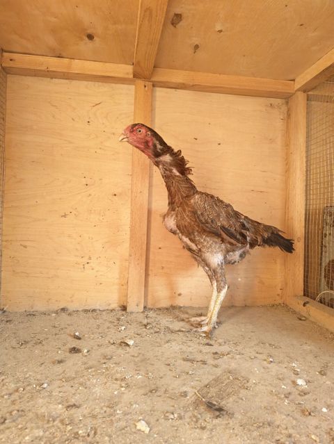 Xoruz, Heyratı, il: 2, Ödənişli çatdırılma — Horadiz