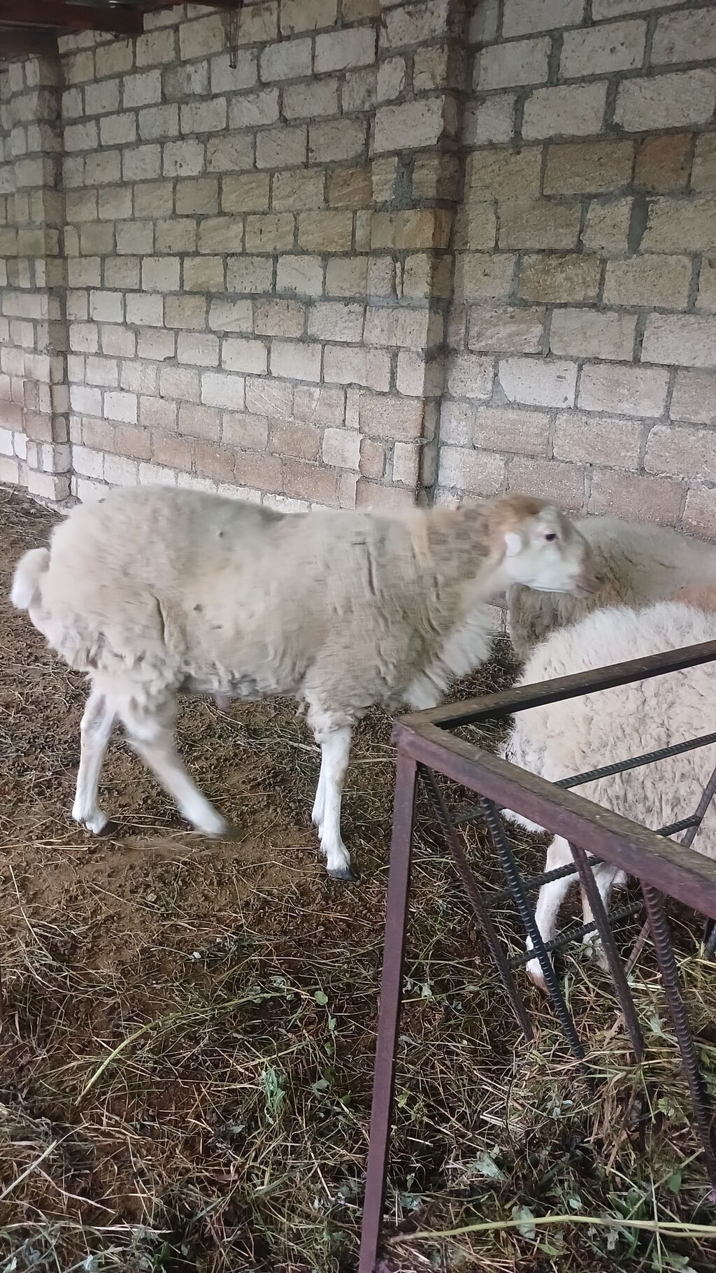2 illik erkek qaradolaq sortu satilir, saglam heyvandi, real alici — Kənd təsərrüfatı heyvanları, Quba (3)
