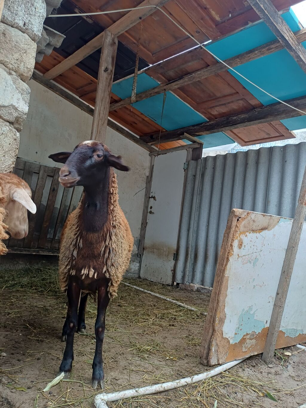 Erkək, il: 1, 45 kq, Damazlıq, Ödənişli çatdırılma — Kənd təsərrüfatı heyvanları, Digah (10)