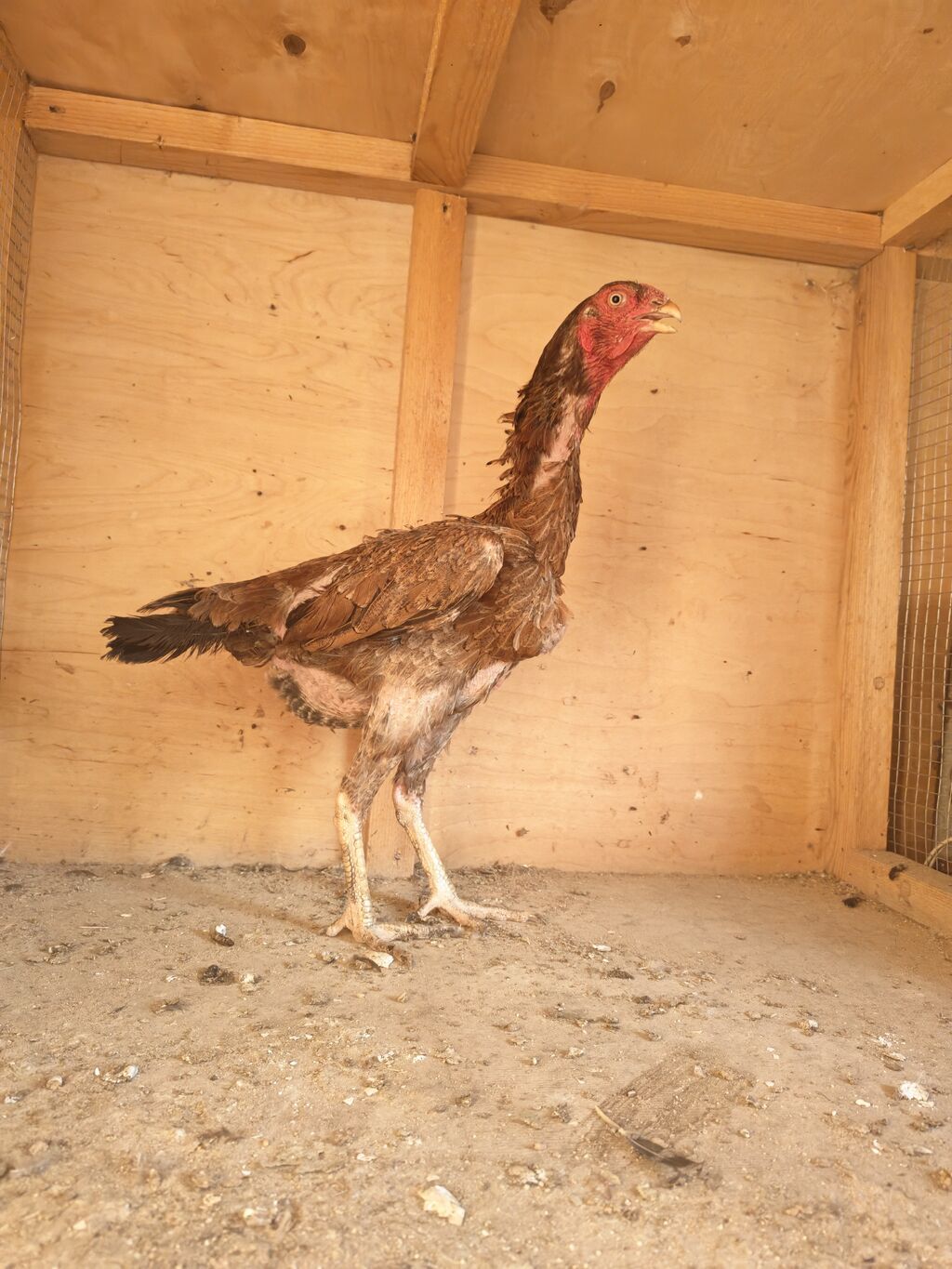 Xoruz, Heyratı, il: 2, Ödənişli çatdırılma — Toyuq və xoruz, Horadiz (4)