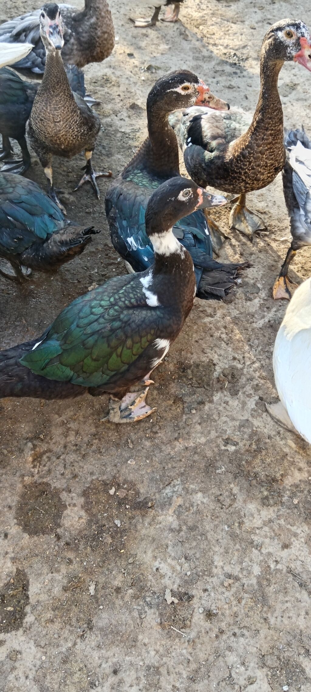 Lal cins ördeylerdi her qiymete var 20 başlayır 60 qeder — Digərləri, Digah